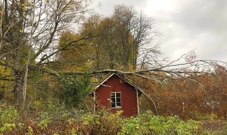 Stormskadat träd