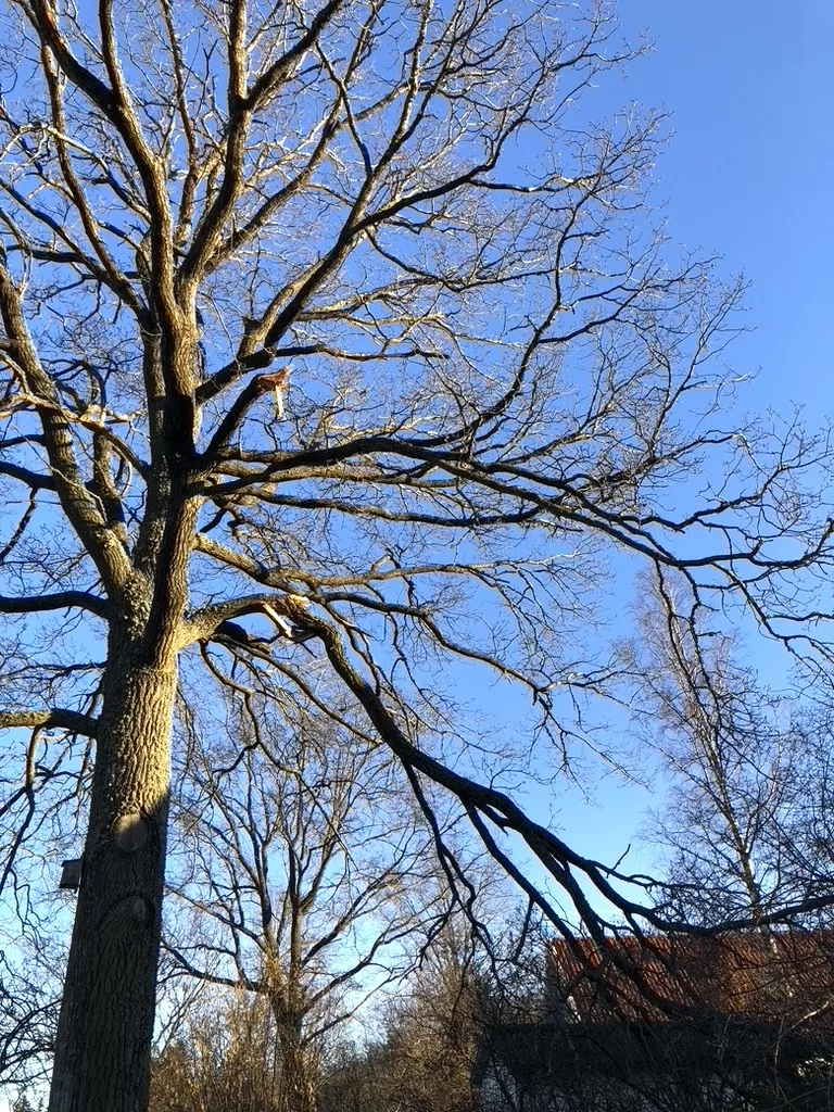 Stormskadat träd