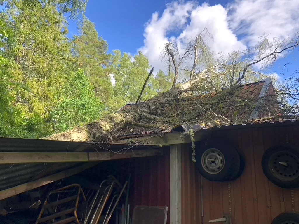 Stormskadat träd